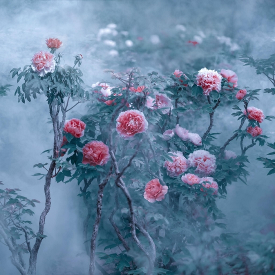 （菏澤市曹州牡丹園。圖片來源：郝傳云《百年芳華》）